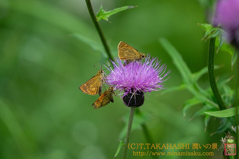 ../Images/7R240714 (144).jpg